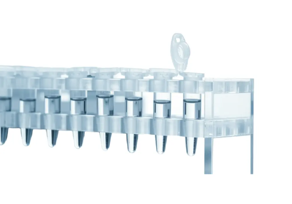 Human Normal Pancreas Tissue cDNA