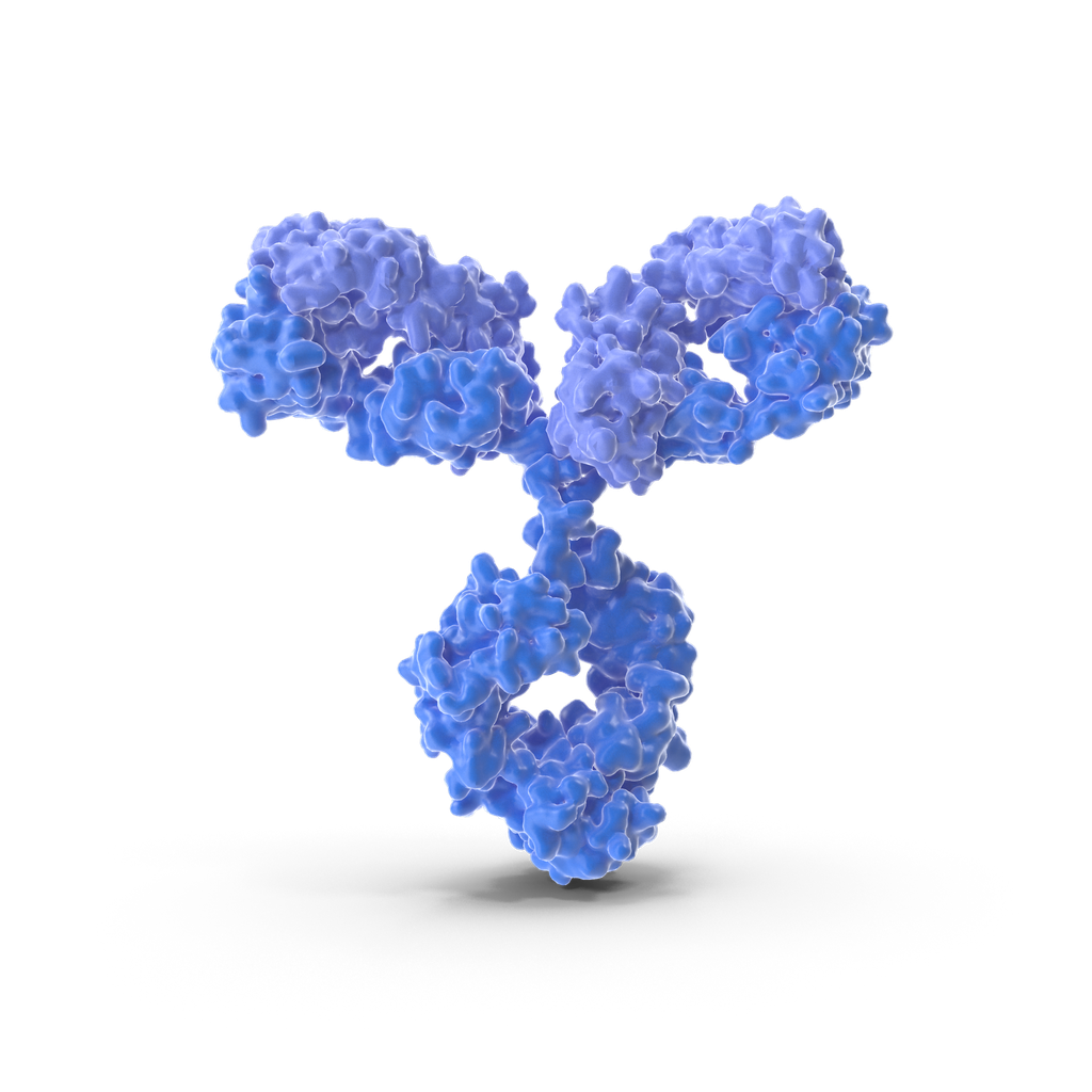 Phospho- Paxillin (Ser178)  Antibody - 100µg
